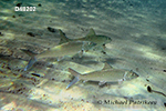 Bonefish (Albula vulpes)